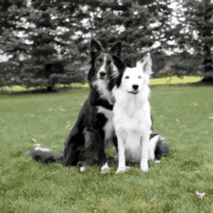 Gif animé